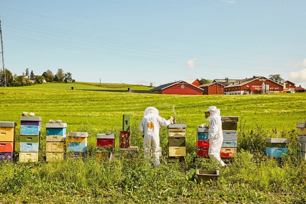 How is honey made?